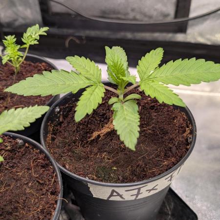 AppleFritter x FrescaMelon (free seed)