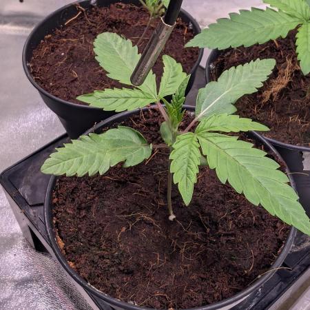 Z x Papaya  x FrescaMelon - first Z grow