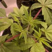Z x Papaya  x FrescaMelon - first Z grow