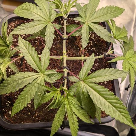 Z x Papaya  x FrescaMelon - first Z grow