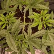 AppleFritter x FrescaMelon (free seed)