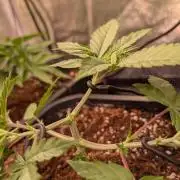 Z x Papaya  x FrescaMelon - first Z grow