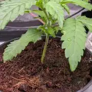 AppleFritter x FrescaMelon (free seed)