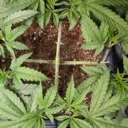 Z x Papaya x FrescaMelon - first Z grow