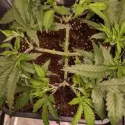AppleFritter x FrescaMelon (free seed)