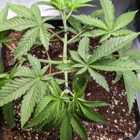 AppleFritter x FrescaMelon (free seed)
