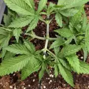 AppleFritter x FrescaMelon (free seed)