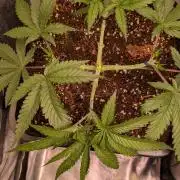 AppleFritter x FrescaMelon (free seed)
