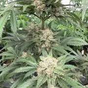 Cherry Cola RF3