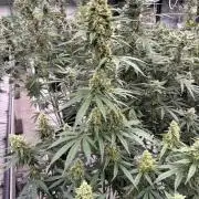 Apricot