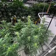 Gorilla Cookies