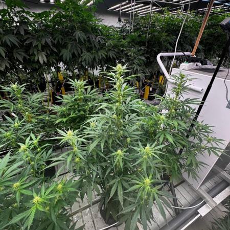 Gorilla Cookies