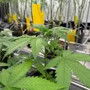 LSD-25