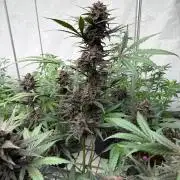 LSD-25