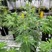 Gorilla Cookies