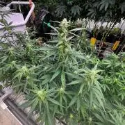 Amnesia Haze