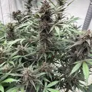 LSD-25