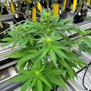 Amnesia Haze