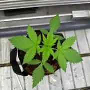 Amnesia Haze