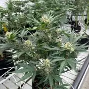 Cherry Cola RF3