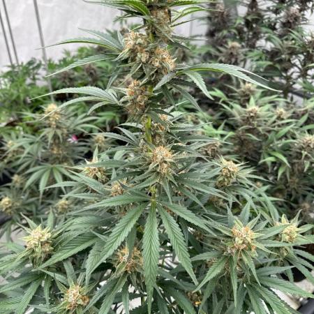 Cherry Cola RF3