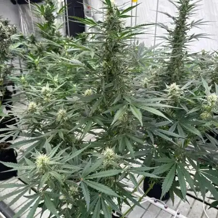 Gorilla Cookies