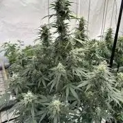 Amnesia Haze