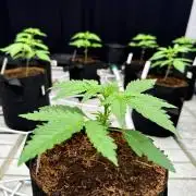 Gorilla Cookies