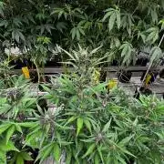 LSD-25