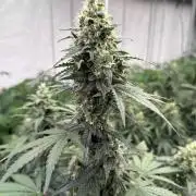 Amnesia Haze