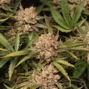 Cherry Cola RF3