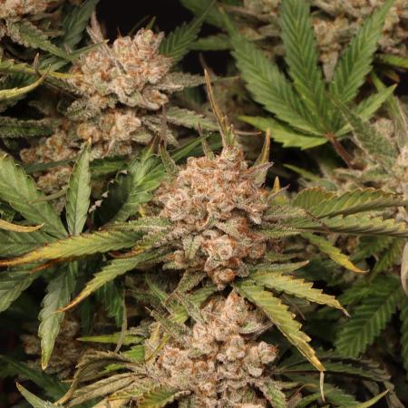 Cherry Cola RF3