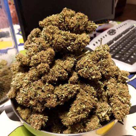 BLACK JACK SIN FERTILIZAR