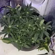 Zoap rose - Kannabia seeds