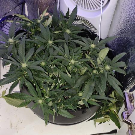 Zoap rose - Kannabia seeds