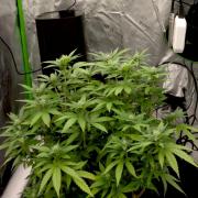 Mandarine Jam (Sensi Seeds)