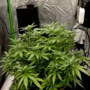 Mandarine Jam (Sensi Seeds)