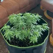 Mandarine Jam (Sensi Seeds)
