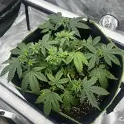 150x80x200 - Mandarine Jam (Sensi Seeds)