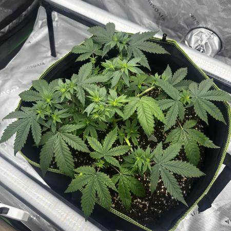 Mandarine Jam (Sensi Seeds)
