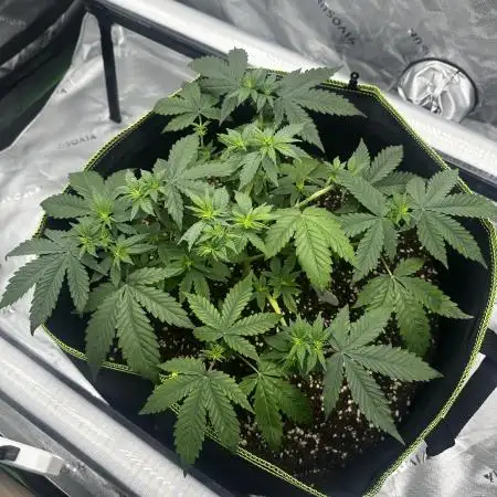 Mandarine Jam (Sensi Seeds)