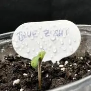 60cm x 60cm - Dessert Grow