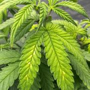 Mandarine Jam (Sensi Seeds)