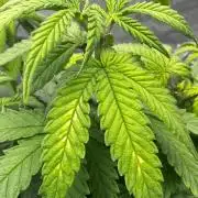 Mandarine Jam (Sensi Seeds)