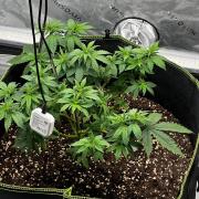 Mandarine Jam (Sensi Seeds)