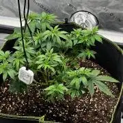 Mandarine Jam (Sensi Seeds)