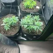 60cm x 60cm - Dessert Grow