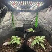 60cm x 60cm - Dessert Grow