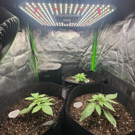 60cm x 60cm - Dessert Grow
