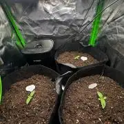 60cm x 60cm - Dessert Grow